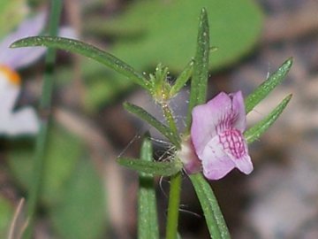 Misopates orontium / Gallinetta comune